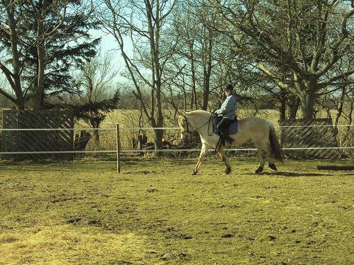 Fjordhest Bonnie (Solgt) billede 19