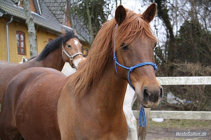 Anden særlig race Red Ready Ballou.<3:* - (17) Vinter 2011 - du dejlig Ballou. billede 17