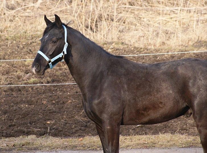 Dansk Varmblod Ågård's Cristo billede 2
