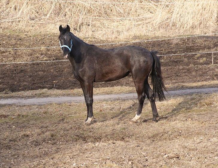 Dansk Varmblod Ågård's Cristo billede 13