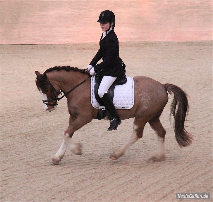 Welsh Cob (sec D) Thers Hey Harlekin - Amazing pony! <3  Første, seneste og sidste stævne på Harlekin. FOTO: JC billede 11
