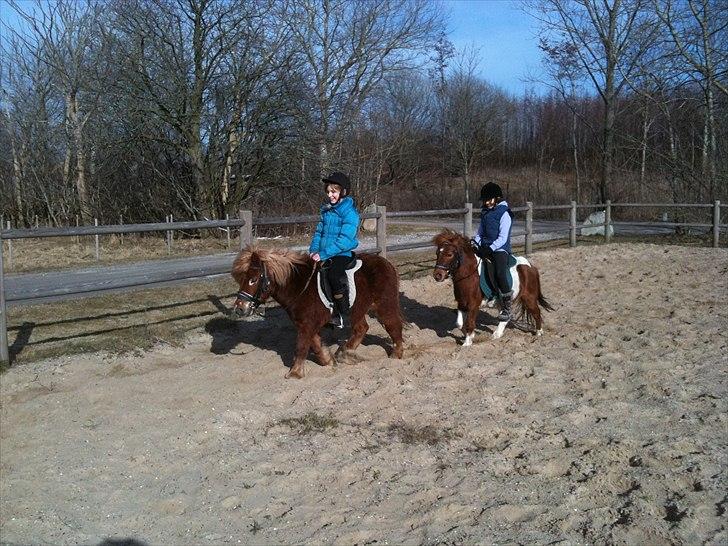 Shetlænder victor (lånepony) - ridning på victor sammen med lisa og jeppe billede 3