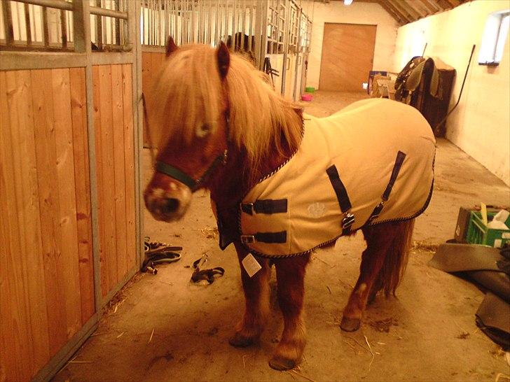 Shetlænder victor (lånepony) - victor prøver nyt dækken det er vist lige liiidt for lille til den tykke dreng :):) billede 4