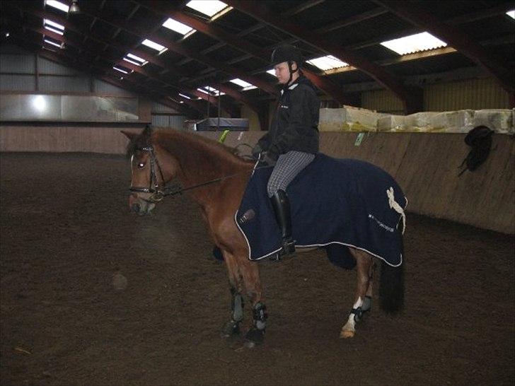 Anden særlig race Pepsi B. billede 2