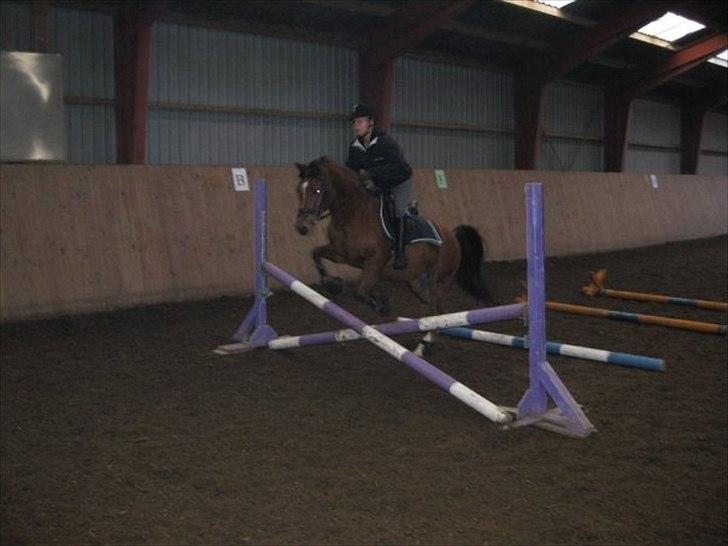 Anden særlig race Pepsi B. billede 3