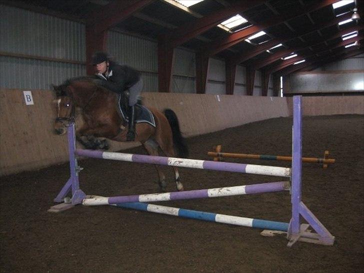 Anden særlig race Pepsi B. billede 5