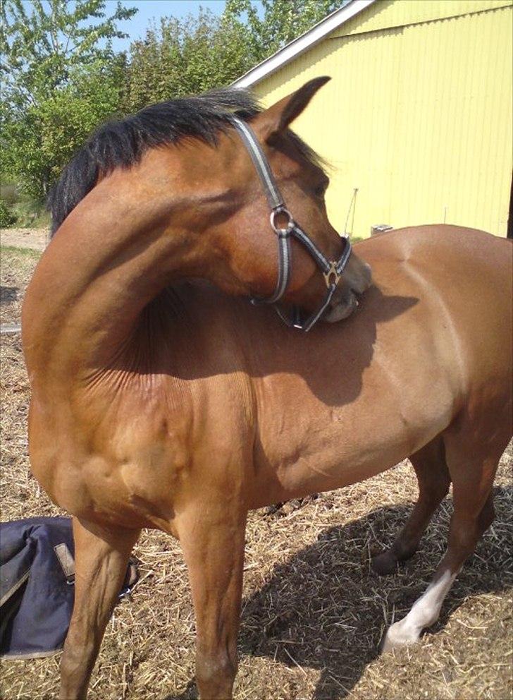 Anden særlig race Pepsi B. billede 8