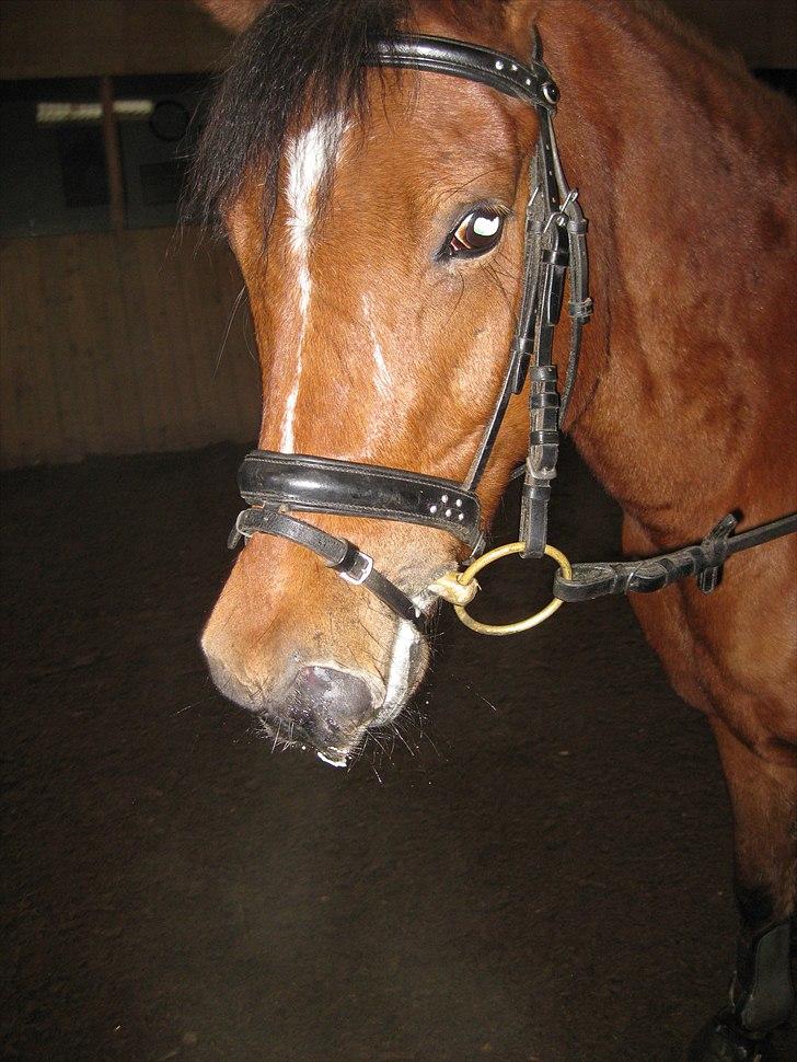 Anden særlig race Pepsi B. billede 14