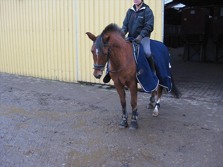 Anden særlig race Pepsi B. billede 15