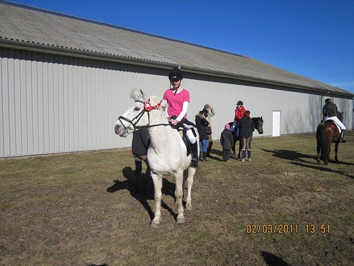 Anden særlig race snowball - maria og snebold med deres fine roset billede 14