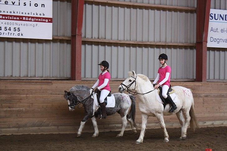 Anden særlig race snowball - snebold der går ved siden af en smuk hoppe billede 15