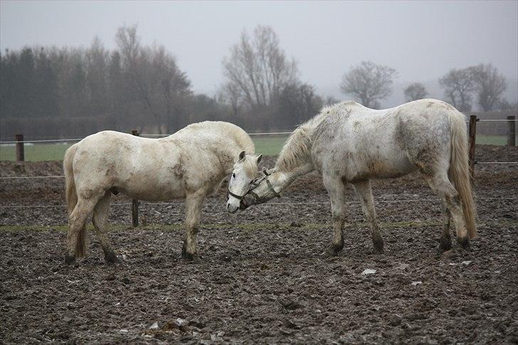 Anden særlig race snowball - snowy og canasta leger 2011 billede 16