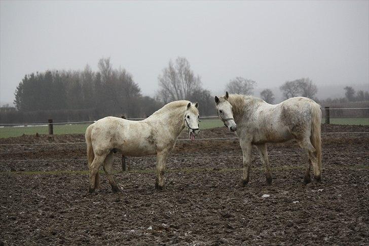 Anden særlig race snowball - snowy og canasta leger 2011 billede 17