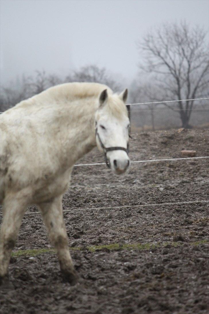Anden særlig race snowball - nøj du er træt gamle dreng :D billede 18