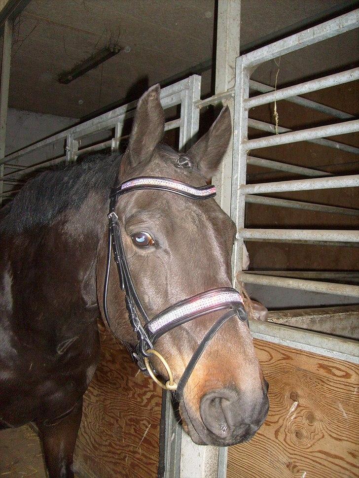 Trakehner Gozet baron SOLGT billede 13