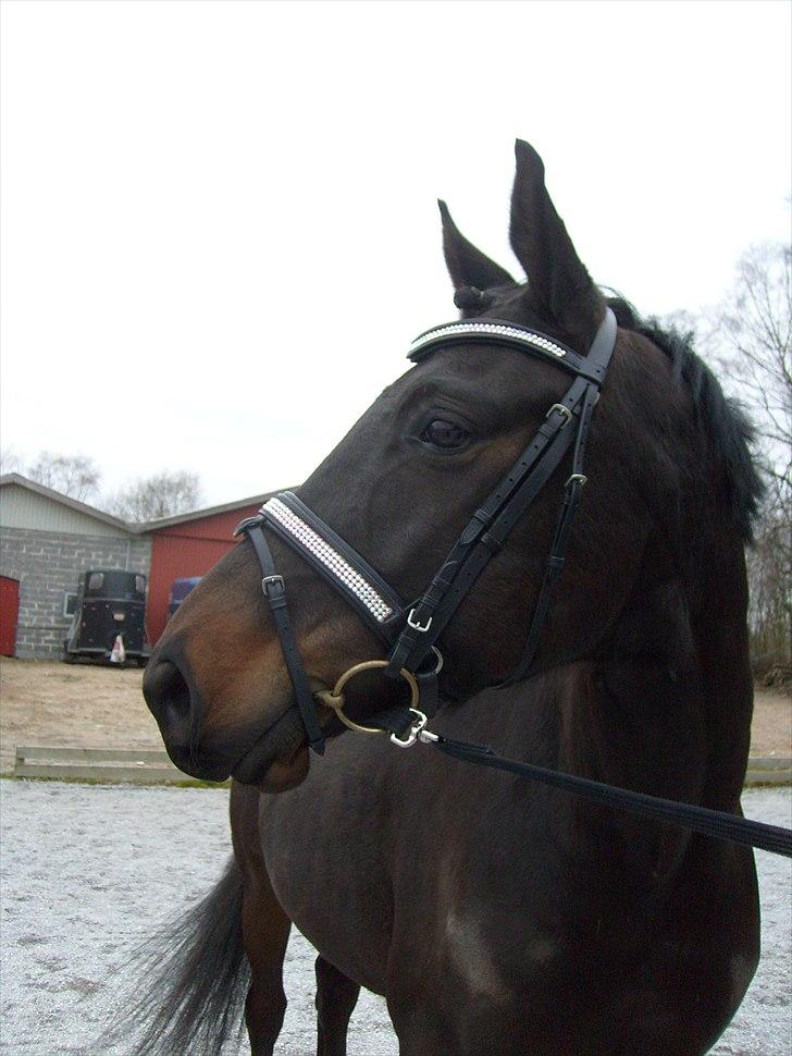 Trakehner Gozet baron SOLGT billede 14