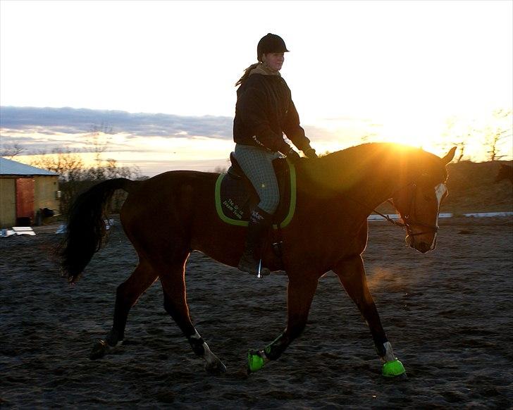 Dansk Varmblod Fight-Light - ude træning på Shiksgården billede 9