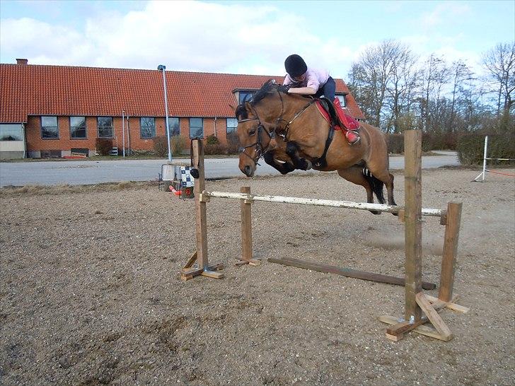 Anden særlig race Bertha-Louise - VERDENS ALLER BEDSTE PONY! billede 6