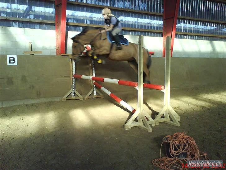 Anden særlig race Bertha-Louise billede 12