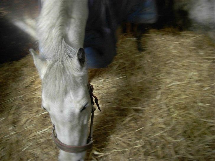 Anden særlig race Grey Star billede 13