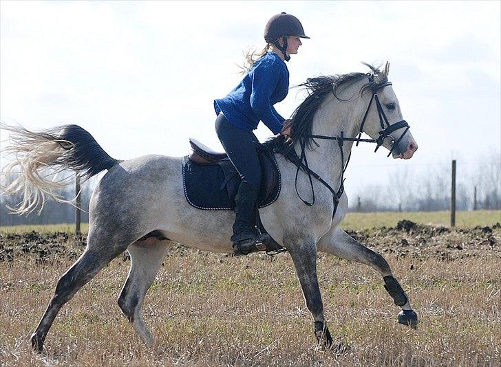 Arabisk fuldblod (OX) TIL MINDE om Gaudeamus - D. 22 Marts 2011. Vores aller første galop :-) 2 uger efter han er kommet til DK. billede 30