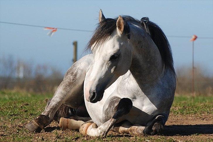 Arabisk fuldblod (OX) TIL MINDE om Gaudeamus - D. 9 April 2011. Nyder Livet. billede 28