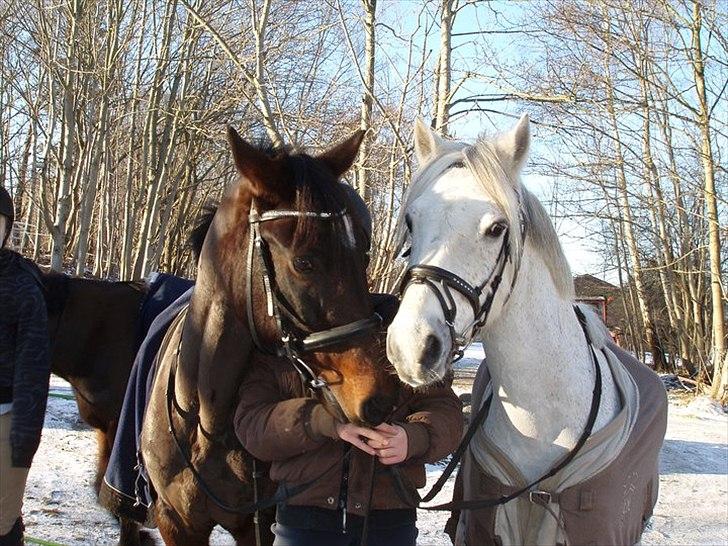 Anden særlig race milan - dixie og milan<3 love foto: mig billede 9