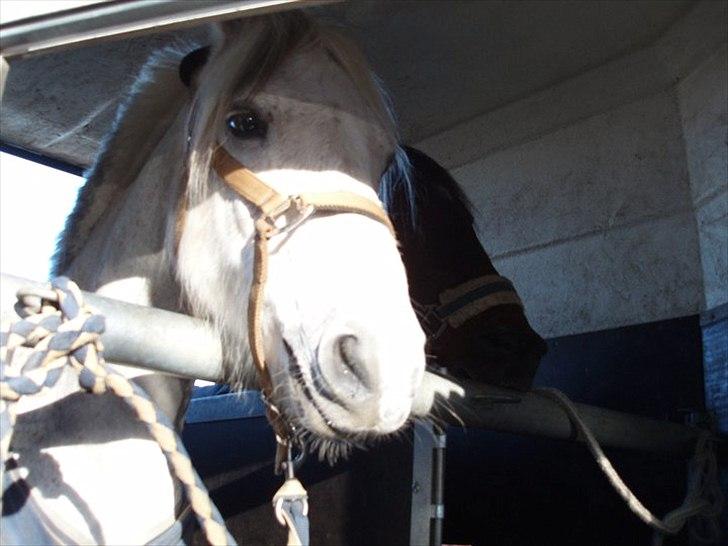 Anden særlig race milan - hehe:) til stævne på HSK 4plads foto:mig billede 11