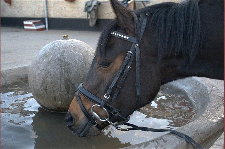 Arabisk fuldblod (OX) Fakashia Suprise billede 5