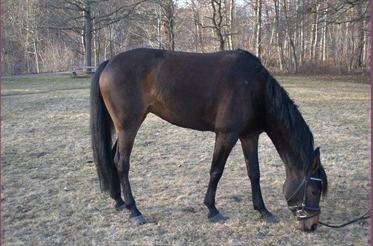 Arabisk fuldblod (OX) Fakashia Suprise billede 6