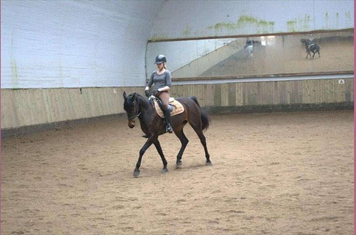 Arabisk fuldblod (OX) Fakashia Suprise billede 7