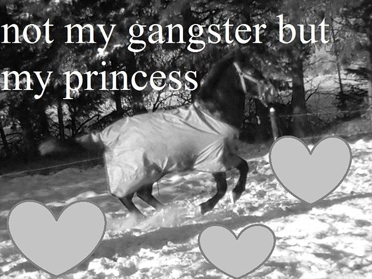 Appaloosa Blåbjerggårds frk smila<3  billede 7