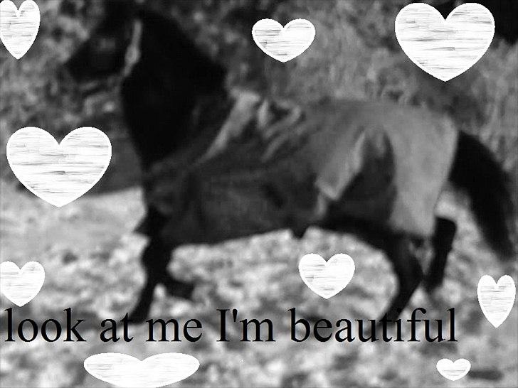 Appaloosa Blåbjerggårds frk smila<3  billede 9