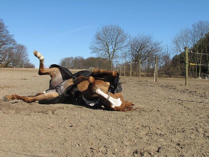 Anden særlig race Biate *Ibi* - niiinja! ;D foto: miig marts 2011 billede 5