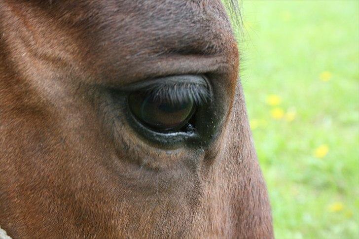 Fuldblod (XX) Tramal *Soulmate* - hans smukke øje :) billede 6