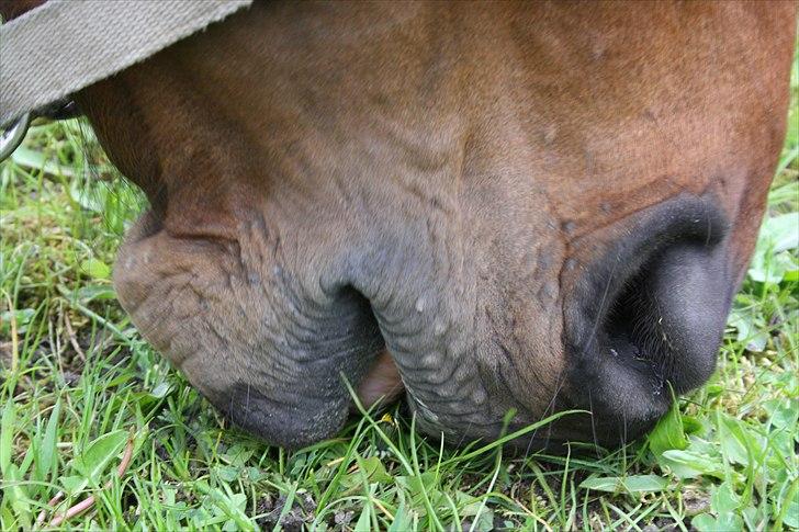 Fuldblod (XX) Tramal *Soulmate* - hans dejlige mule :* billede 8