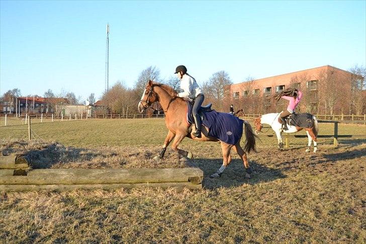 Irsk Sportspony The Showman mit alt!<3<3 - hihi op ad bakken;-) billede 6