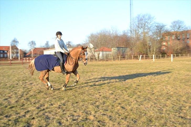 Irsk Sportspony The Showman mit alt!<3<3 billede 7