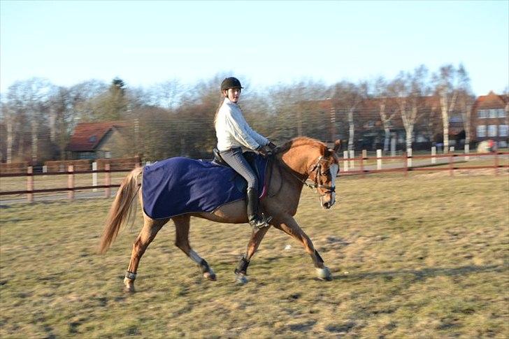 Irsk Sportspony The Showman mit alt!<3<3 - lidt ridning ude på græsbanen...;-) billede 10