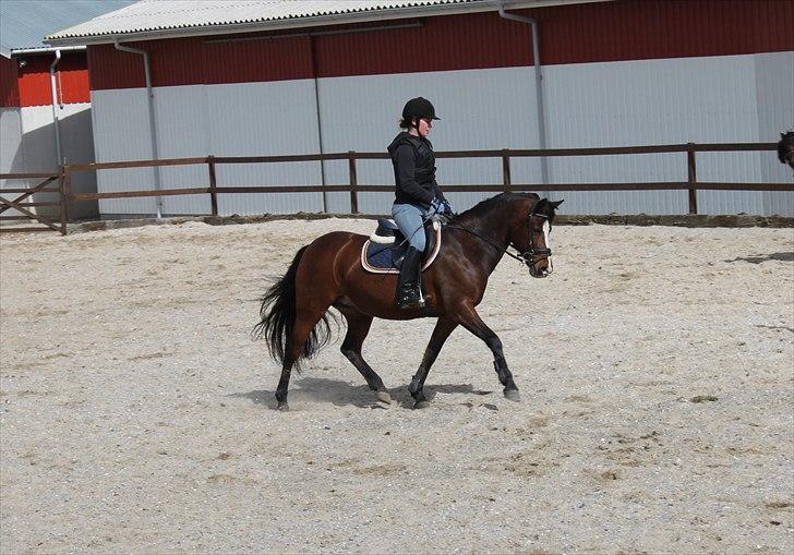 DSP Kelly - Springundervisning. - gymnastikspring, trav. D. 17/5-11 (foto: Cecilie Nybo) billede 14
