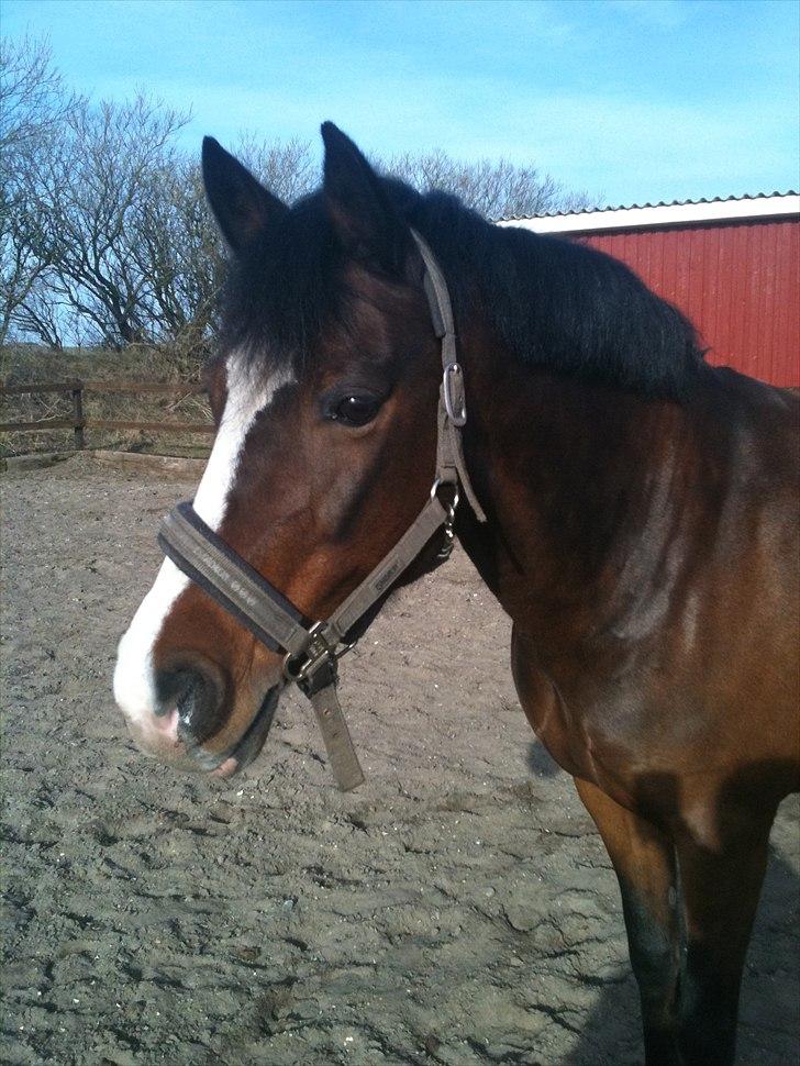 DSP Kelly - Den søde ponylony ♥ (foto: mig selv) billede 15