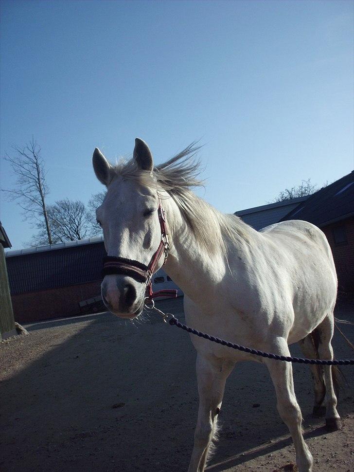 Anden særlig race Bolero (opsagt) - smuk som han er .. og vinden blæser i hans lange hvide man <3 billede 11
