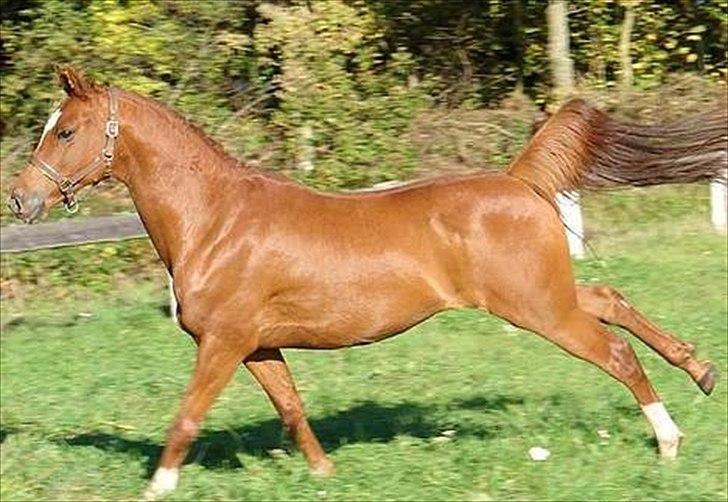 Arabisk fuldblod (OX) SR. Melekov - Solgt billede 8