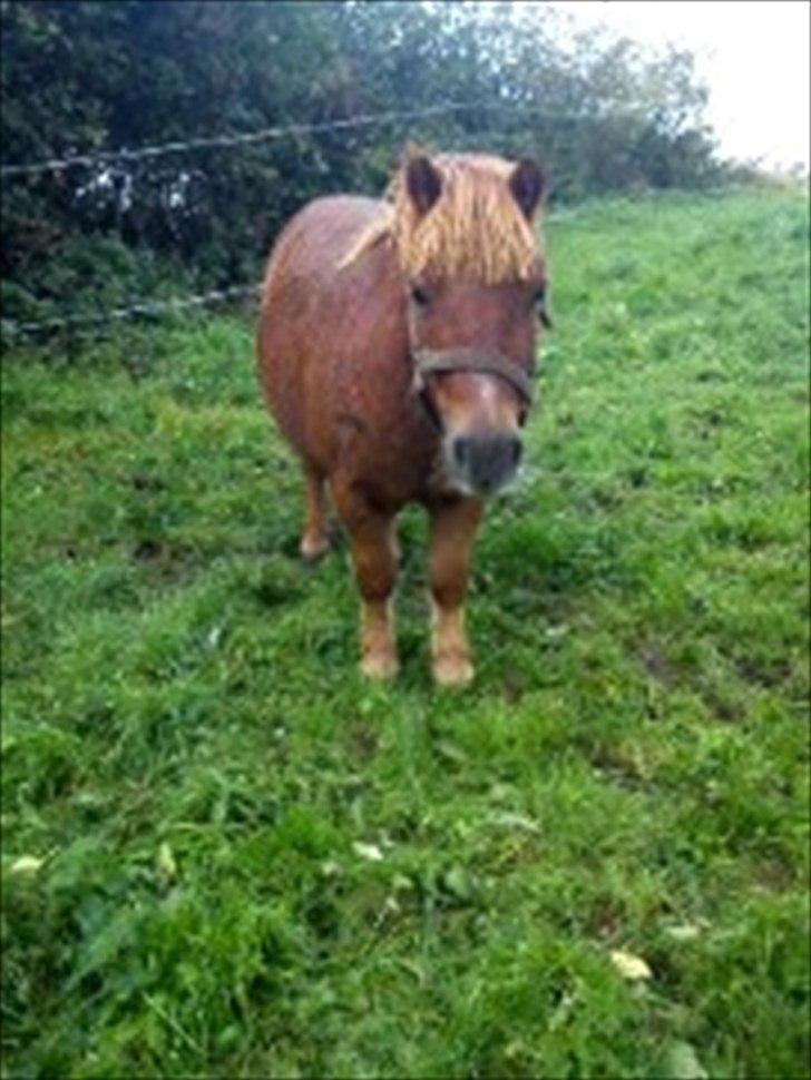 Shetlænder Balder billede 2