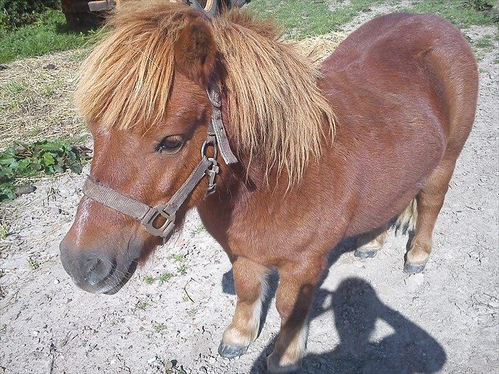 Shetlænder Balder billede 3