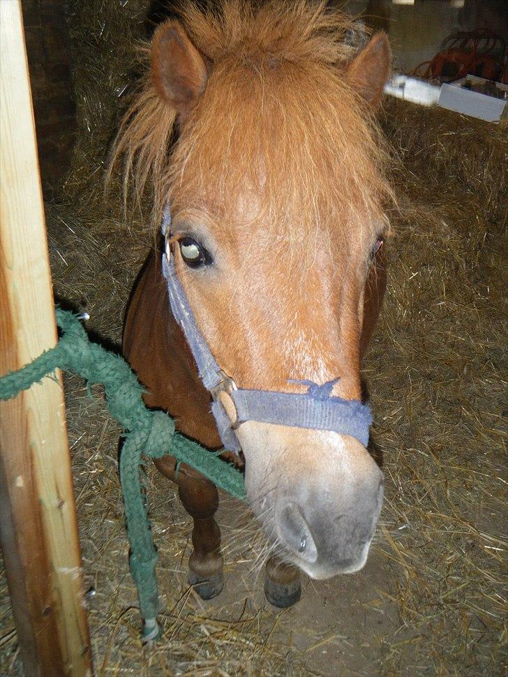 Shetlænder Balder billede 4