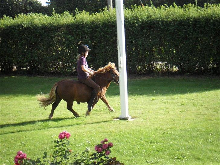 Shetlænder Balder billede 5