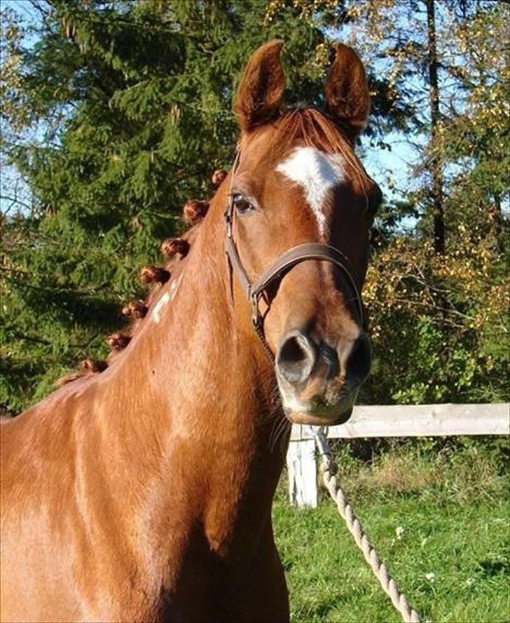 Arabisk fuldblod (OX) SR. Melekov - Solgt billede 10