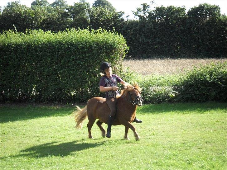 Shetlænder Balder billede 6