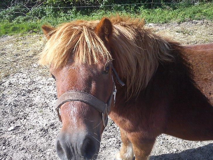 Shetlænder Balder billede 7